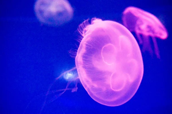 Moon jellyfish (Aurelia aurita) — Stock Photo, Image