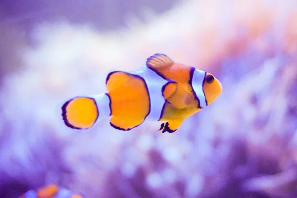 Pesce dei cartoni animati vicino anemone marino — Foto Stock