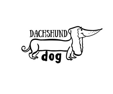 köpek resmi dachshund, komik dachshund, dachshund köpek