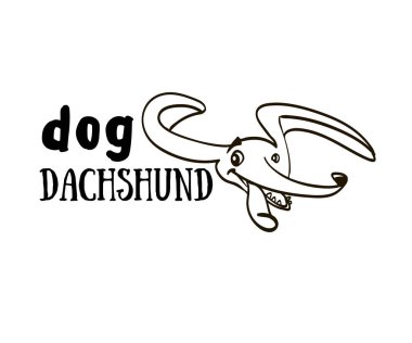 köpek resmi dachshund, komik dachshund, dachshund köpek