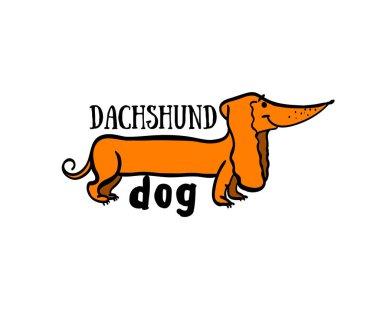 köpek resmi dachshund, komik dachshund, dachshund köpek