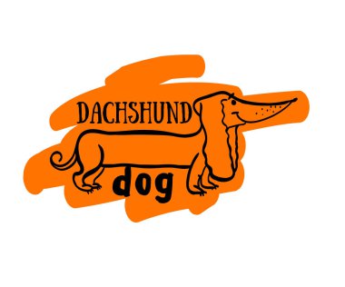 köpek resmi dachshund, komik dachshund, dachshund köpek