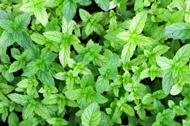 Açık büyüyen nane