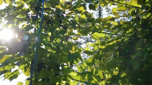阳光和镜头光晕，树上的叶子 — 图库视频影像