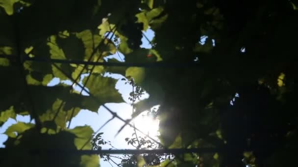 Sonnenlicht und Linsenschlag, Baumblätter — Stockvideo