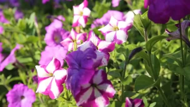 Bunte Blume im Garten — Stockvideo