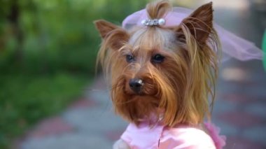 Gelin Damat Yorkshire korkunç