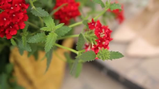 Trouwschoenen tussen rode bloemen — Stockvideo