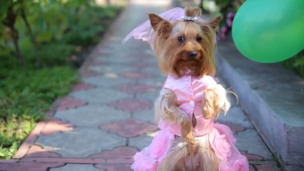 Yorkshire Terrier in the brides groom — Stock Video