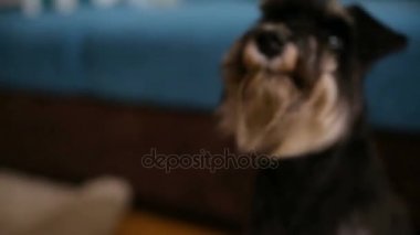 Oturma odasında siyah minyatür schnauzer köpek yavrusu