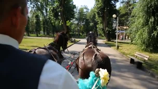 Fairy-tale cinderella wedding carriage and horse magical wedding couple bride and groom in park — Stock Footage Fairy-tale cinderella wedding carriage and horse magical wedding couple bride and groom in park Stock Footage