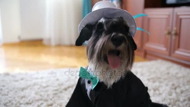 Black miniature schnauzer is dressed like the bridegroom sitting in the room — Stock Video