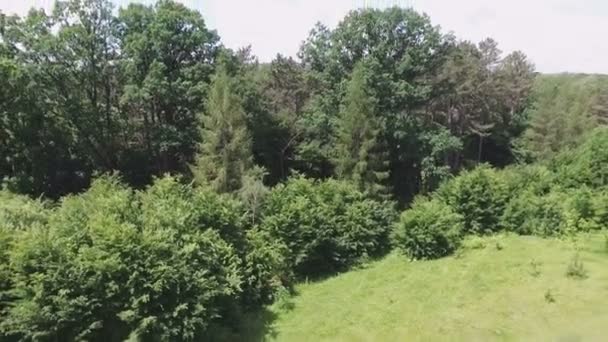 Glade en forest geschoten met quadrocopter. — Stockvideo