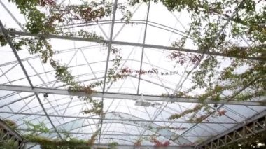 Restoranın dışında düğün töreni..