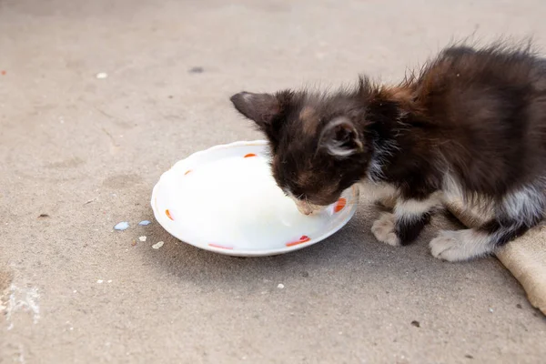 Evsiz kedi yavrusu çay tabağından süt içiyor..