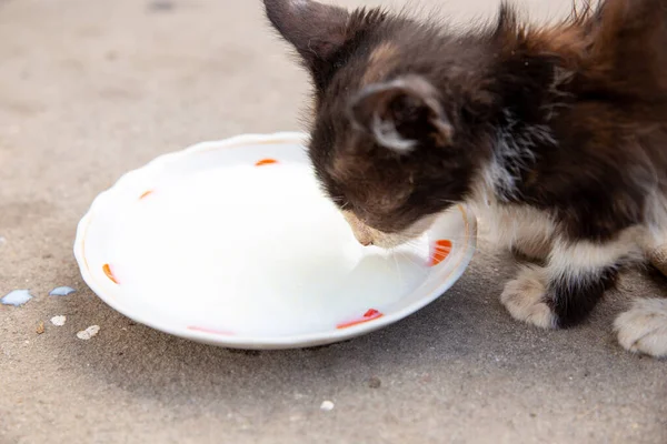 Evsiz kedi yavrusu çay tabağından süt içiyor..