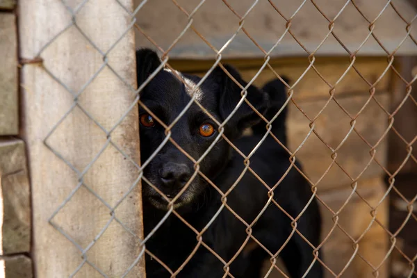 Bir hayvan barınağında parmaklıklar arkasında bir köpek. Sosyal reklam.