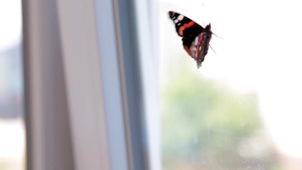 Monarch butterfly climbs on the window — Stock Video
