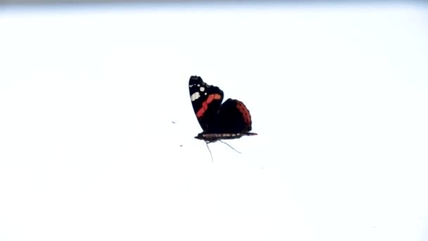 Η πεταλούδα Monarch σκαρφαλώνει στο παράθυρο — Αρχείο Βίντεο