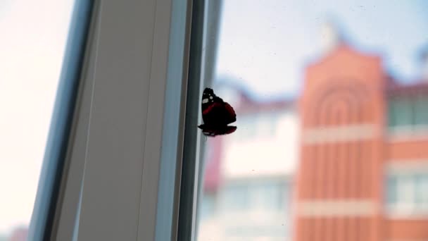 Бабочка-монарх лезет на окно — стоковое видео