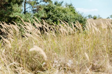 Rüzgardaki sarı çimenler. Yaz sonu..