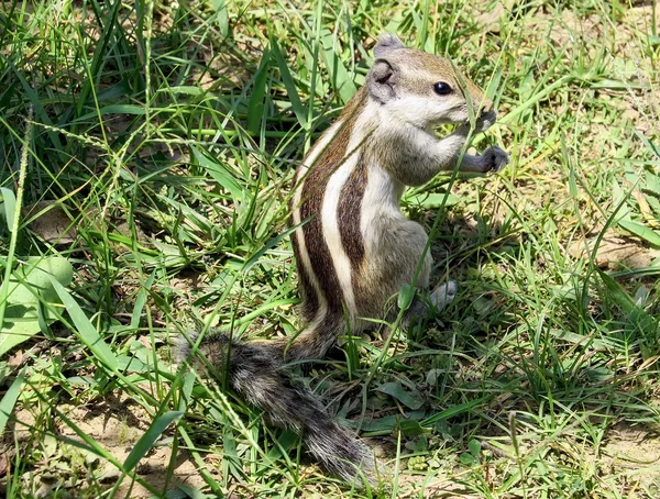 Pequeno esquilo se senta entre a grama alta sob os raios brilhantes do sol e come talo de grama — Fotografia de Stock