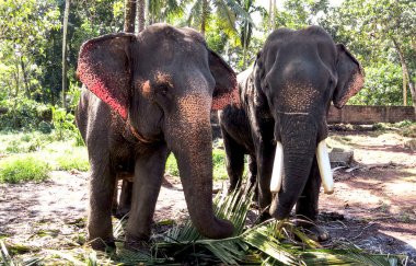 Fil ve hurma, Kerala, Hindistan'ndaki bir gruba yakın ormandaki yolda duran dallarında yeme fil dişi