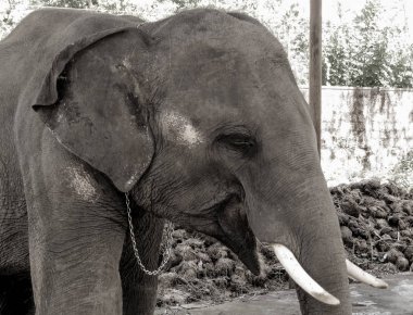 Baş ve vücut indirdi gövde ve Kerala, Hindistan bir grupta yanında onun boynuna zinciri ile Hint fil ön kısmını