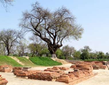 Antik Budist stupas ve Sarnath, Buda, Hindistan ilk vaaz yeri eski büyük ağaç görünümü