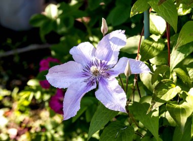 Bahçe yeşillik bir arka plan üzerinde bir alan loach büyük leylak çiçek