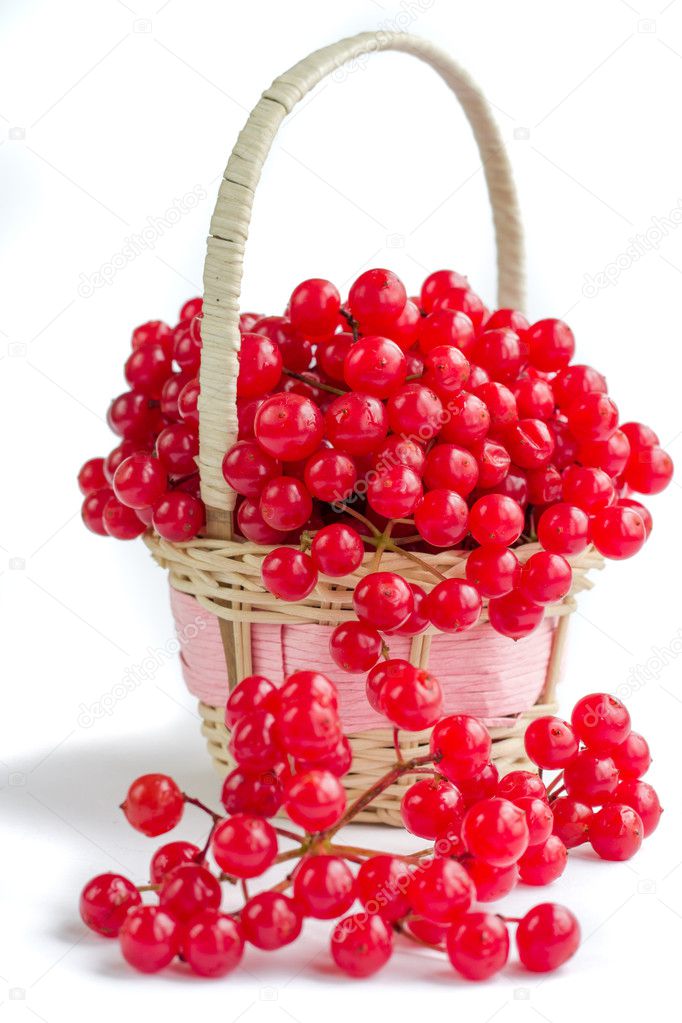 Red berries of viburnum in small wicker basket isolated