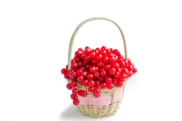 Bayas rojas de guelder rosa en una pequeña canasta de mimbre — Foto de Stock