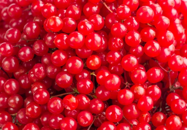 Bayas rojas brillantes y jugosas de la rosa guelder — Foto de Stock