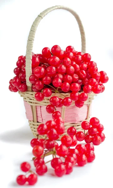 Bayas rojas de viburnum en una pequeña canasta de mimbre — Foto de Stock
