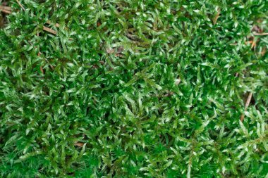 Woodland yere yeşil tıknaz kıllı yosun arka plan