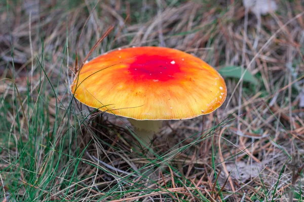 Smrtelně jedovatý jed hub oranžová červená muchomůrka tvářenka v ac — Stock fotografie