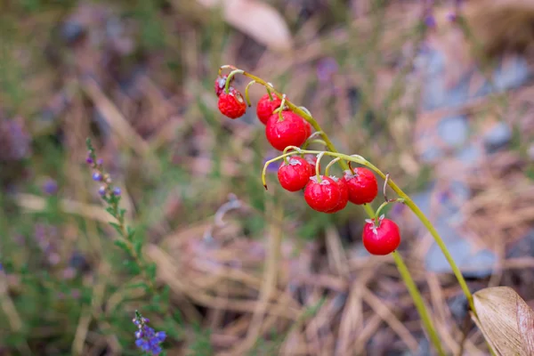 Bayas rojas del lirio del valle en el suelo del bosque — Foto de Stock