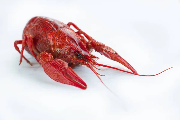Red boiled crayfish with claws isolated on white background — Stock Photo, Image