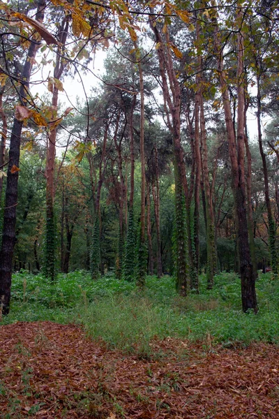 Панорама мокрого осеннего леса с желтыми листьями и зелеными — стоковое фото