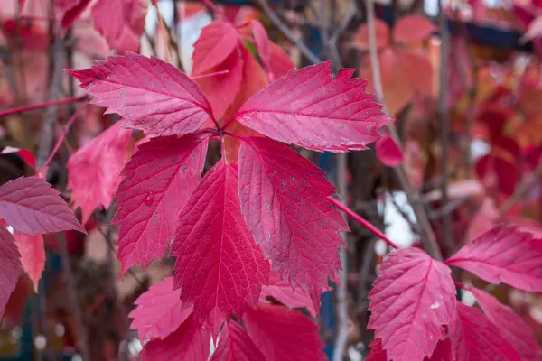 Sonbaharda mor, kırmızı, yeşil yaprakları ve meyveleri ağaç