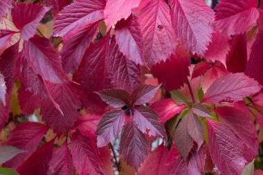 Sonbahar mor, kırmızı yaprakları ve meyveleri ağaç