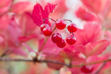 Sonbahar renkleri mor kırmızı yaprakları ve meyveleri 
