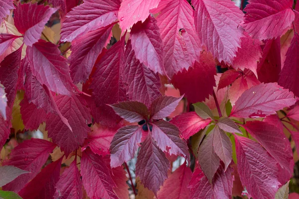 Sonbahar mor, kırmızı yaprakları ve meyveleri ağaç