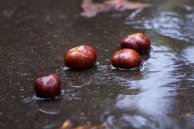 Asfalt üzerinde Sonbahar yağmur ormanlarında ıslak kestane 