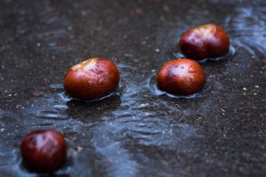 Yolda Sonbahar yağmur ormanlarında ıslak kestane