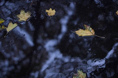 Sonbahar ormandaki ıslak asfalt üzerinde yüzen sarı yapraklar