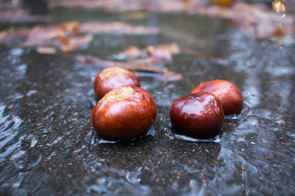 Asfalt yolda sonbahar yağmur ormanlarında ıslak kestane