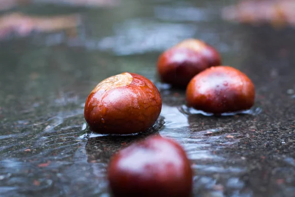 Wet chestnuts in autumnal rain forest — Stock Photo, Image