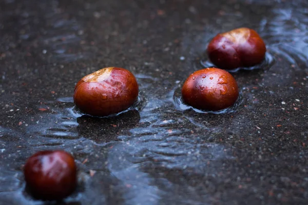 Yolda Sonbahar yağmur ormanlarında ıslak kestane