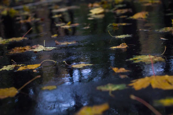 Sonbahar yağmur ormanlarında ıslak asfalt üzerinde sarı yapraklar